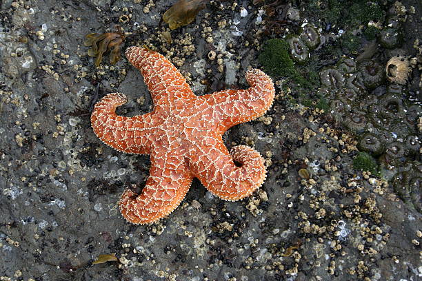 Tidal pool full of wildlife